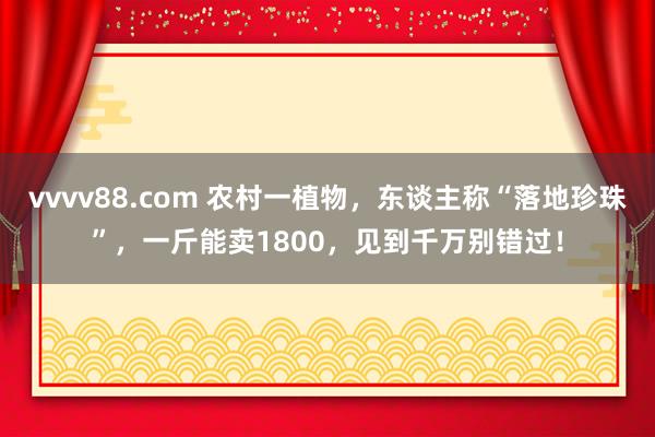 vvvv88.com 农村一植物，东谈主称“落地珍珠”，一斤能卖1800，见到千万别错过！